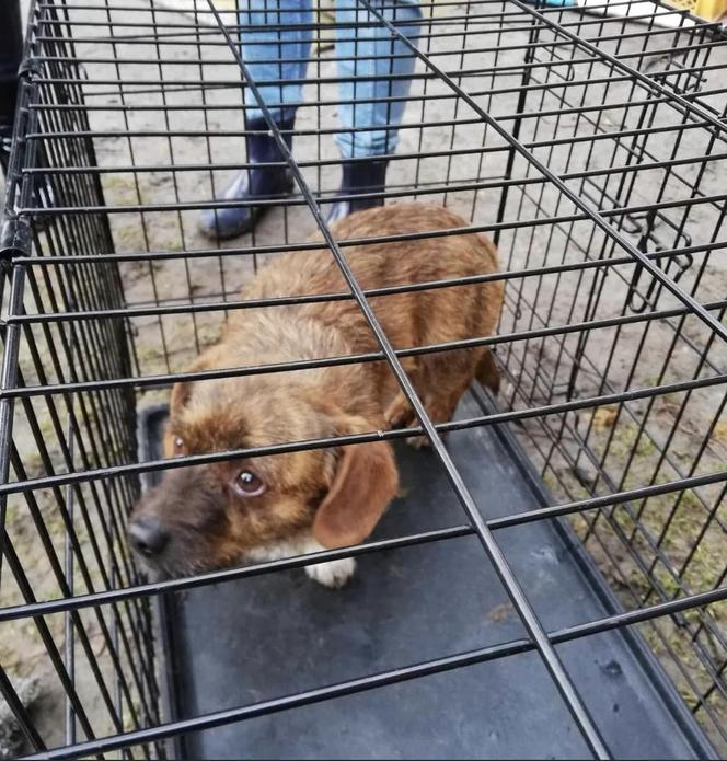 Strażak bestialsko znęcał się nad psem. „Nie był w stanie ustać na nogach” [ZDJĘCIA]