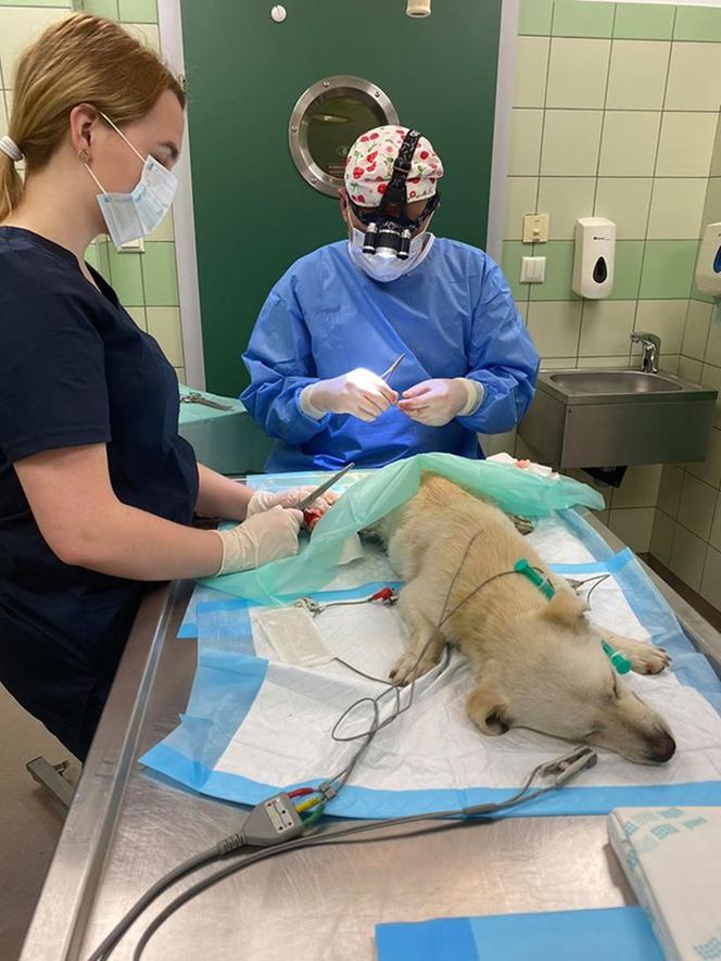 Messi. Operacja psa z dziurą w przemyskiej lecznicy ADA (GALERIA)