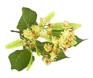 Lipa - jakie właściwości lecznicze ma herbata z lipy?