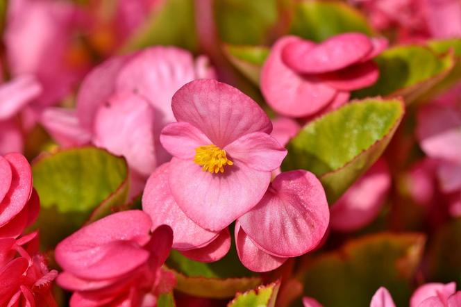 Begonia stale kwitnąca