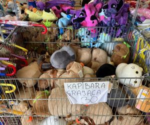 Krynica Morska to popularne miejsce na urlop. Jakie sątu ceny?