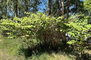   Rdestowiec japoński nielegalny w Polsce. Znajduje się na liście inwazyjnych gatunków obcych