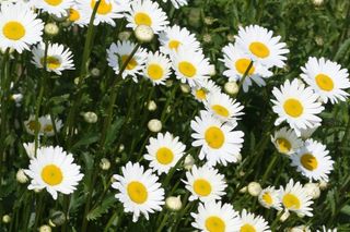 Złocień wielki = Jastrun wielki - Chrysanthemum maximum, syn. Leucanthemum maximum