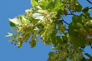 Nalewka z kwiatów lipy 