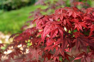 Zachwycający klon palmowy – poznaj odmiany i tajniki uprawy!