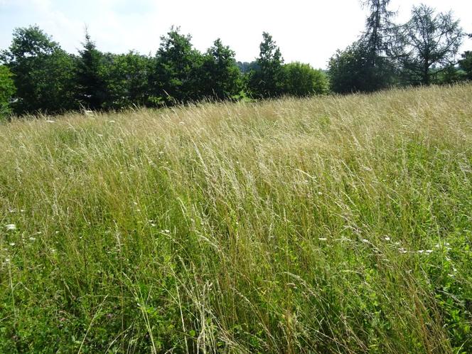  Ukta – działka niezabudowana fot. 4