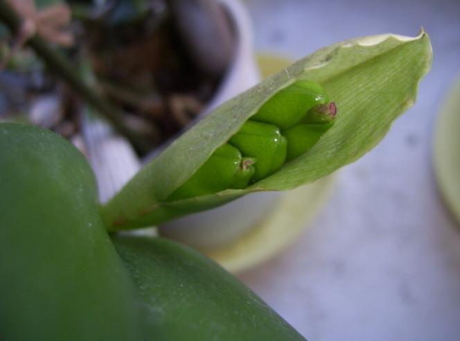 Storczyk Cattleya