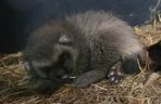 Rosomakowy baby boom w Śląskim ZOO! Radosna nowina dla miłośników zwierząt