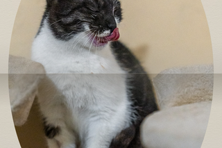 Piękna kotka z Wielkopolski szuka kochającego domu! Można by ją chwalić pół dnia i pół nocy [ZDJĘCIA]