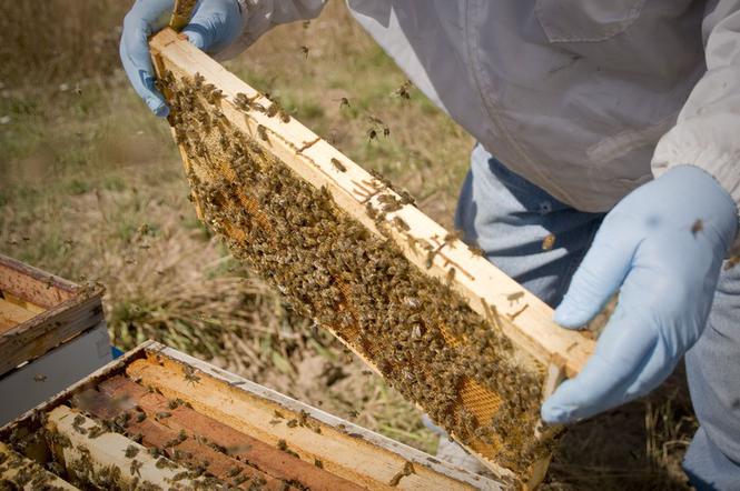 Pszczoła pszczoły ul