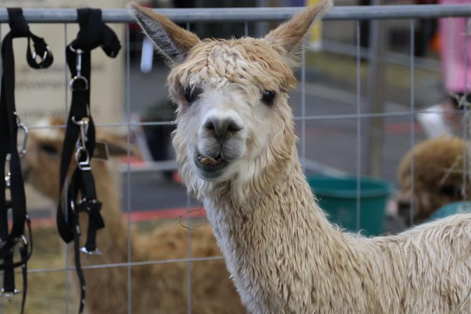 ZooPark ponownie przyciągnął do Targów Lublin tłumy miłośników zwierząt