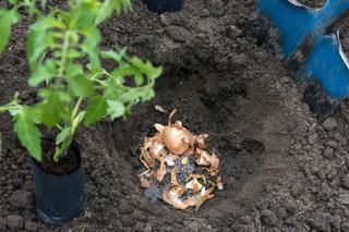 Jak wykorzystać łupiny z cebuli w ogrodzie? To świetny nawóz! Jak go zrobić i jakie rośliny nim podlewać?