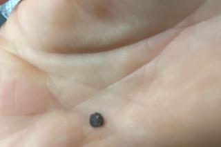 Strzelali do Rogera jak do kaczki [GALERIA]