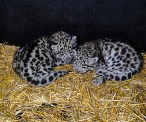 Spójrzcie na te słodkie oczka! Młode pantery śnieżne przyszły na świat w ZOO Wrocław