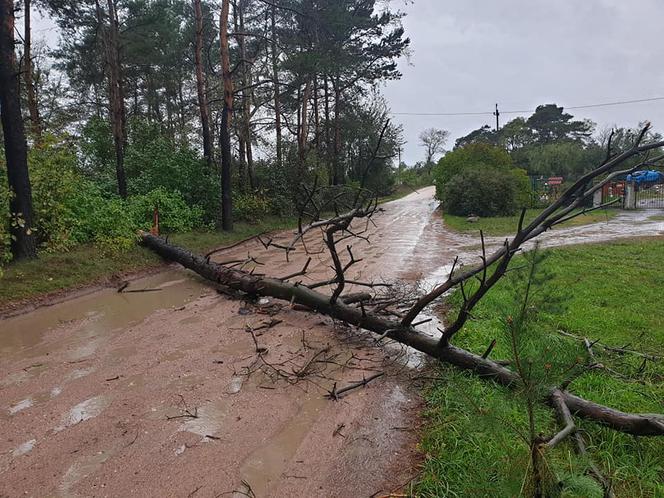 Fatalne skutki wichury w Bydgoszczy i okolicach! 