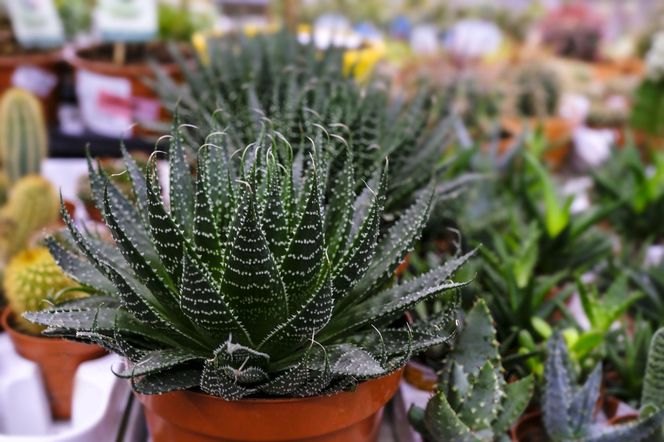 Aloes ościsty