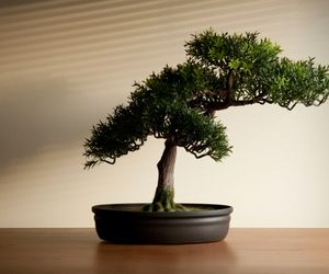 Jak rozmnażać drzewka bonsai. Rozmnażanie bonsai z nasion i przez sadzonki
