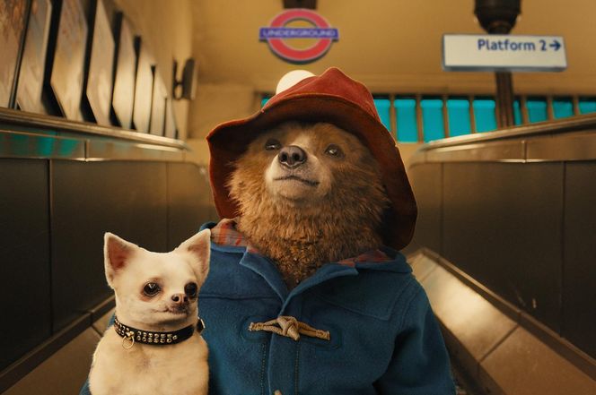 Miś Paddington