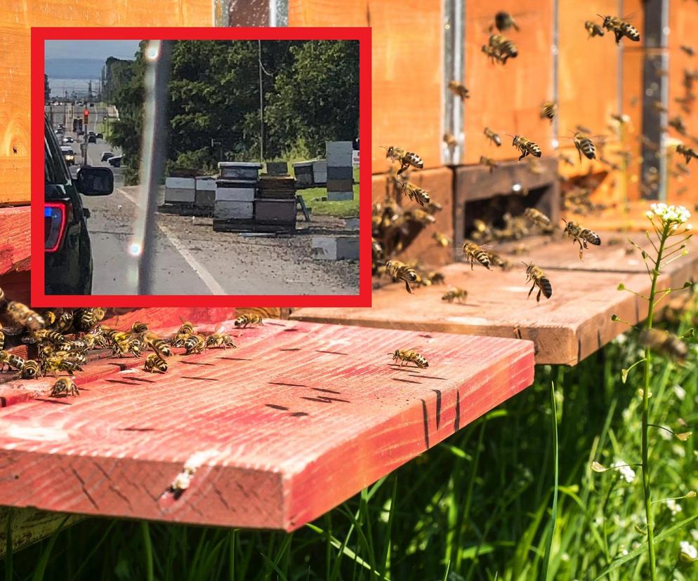 Ciężarówka z pszczołami rozbiła się w Kanadzie