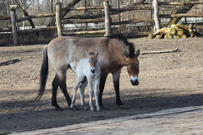  Warszawskie zoo ma nowego mieszkańca. To trzecie dziecko Primy i Larsa