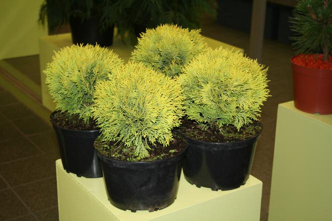 Żywotnik zachodni ‘Amber Glow’ - Thuja occidentalis ‘Amber Glow’ 