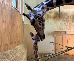 Nowy mieszkaniec ZOO w Warszawie