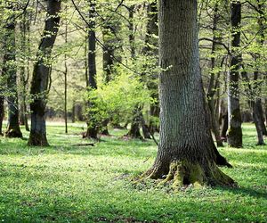 W tym małopolskim lesie polowali niegdyś królowie. Dziś hodują tam żubry 