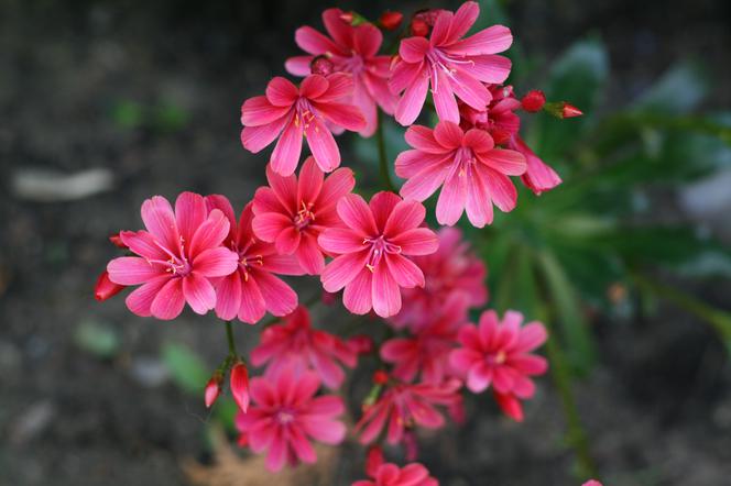 Lewizja liścieniowa - Lewisia cotyledon