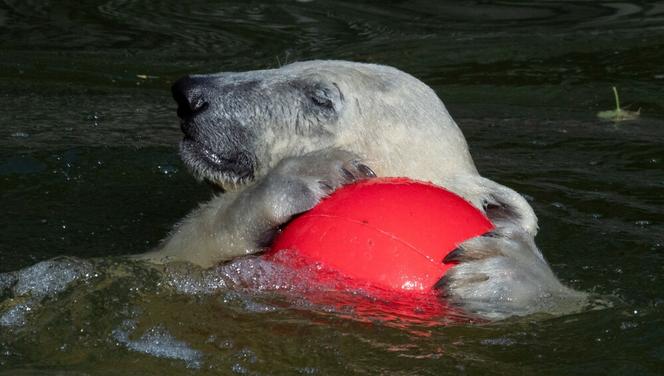 Kazirodztwo w berlińskim zoo. Mama i tata niedźwiedzicy Herty to rodzeństwo