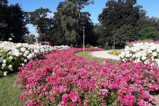 Zambrów na Podlasiu