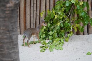 We wrocławskim zoo urodził się kolejny dikdik. Zobaczcie, jaki jest słodki! [ZDJĘCIA]