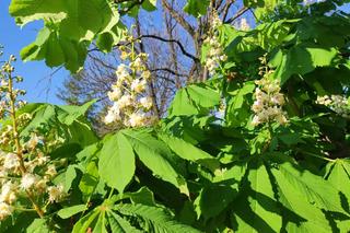 Kasztany zakwitły w połowie kwietnia. Pogodowe szaleństwo! Trzeba będzie przekładać matury?