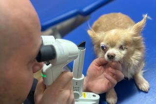 Mały Stefcio stracił oko