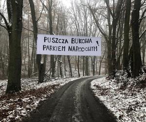 Wycinka drzew w Puszczy Bukowej