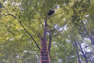Skrzętla-Rojówka: Paralotniarz wylądował na drzewie i nie mógł zejść. Ratowali go strażacy