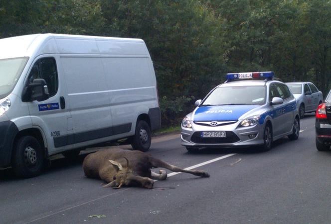 Łoś zginął pod kołami fiata