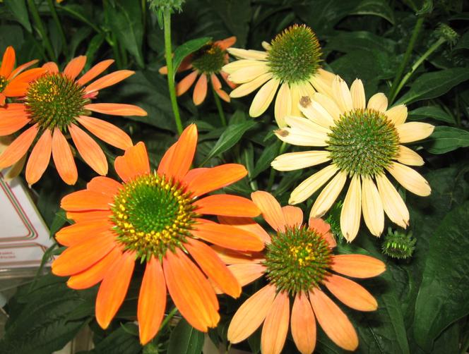 Jeżówka 'Cheyenne Spirit' - Echinacea 'Cheyenne Spirit'