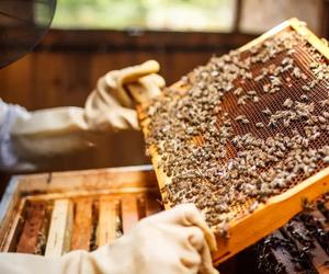 Dotacje dla pszczelarzy to wsparcie bioróżnorodności. Pół miliona złotych na ochronę pszczół