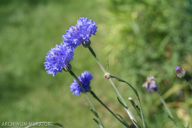 Najpiękniejsze niebieskie kwiaty