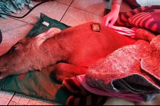 Zawisła na płocie i urodziła! Dramatyczna akcja ratunkowa. Strażacy robili wszystko, co w ich mocy 