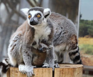 Warszawskie ZOO ma nowego mieszkańca. To malutki lemur katta