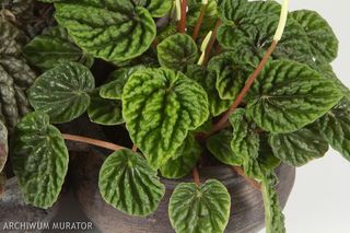 Peperomia kędzierzawa - Peperomia caperata
