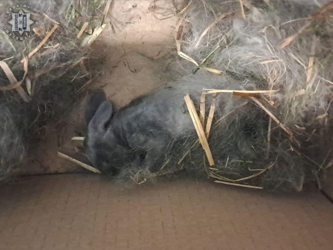Karton z małymi królikami pozostawiony przy śmietniku w Orzeszu