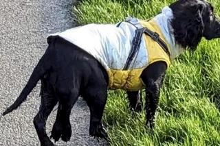 Pies z sześcioma łapami znaleziony w supermarkecie! Finał wyciska łzy z oczu