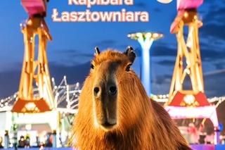 Kapibara w Szczecinie