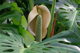 Monstera ma kwiaty? Tak, i są spektakularne!