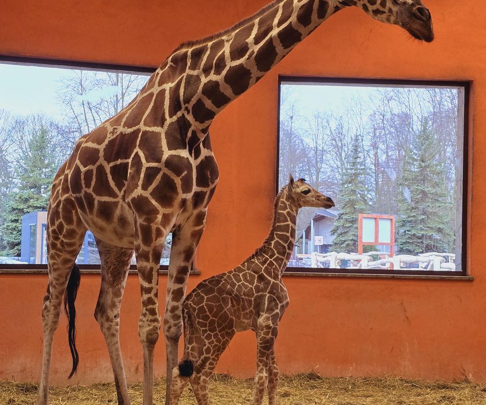 W chorzowskim zoo w nocy na świat przyszła samiczka żyrafy! 