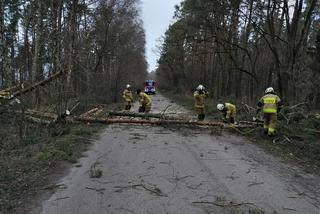 Szkody po Orkanie Eunice. Zrywało dachy, wyrywało grube drzewa, brakowało prądu