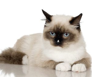 Czym można zarazić się od kota? Jakie choroby przenoszą koty?