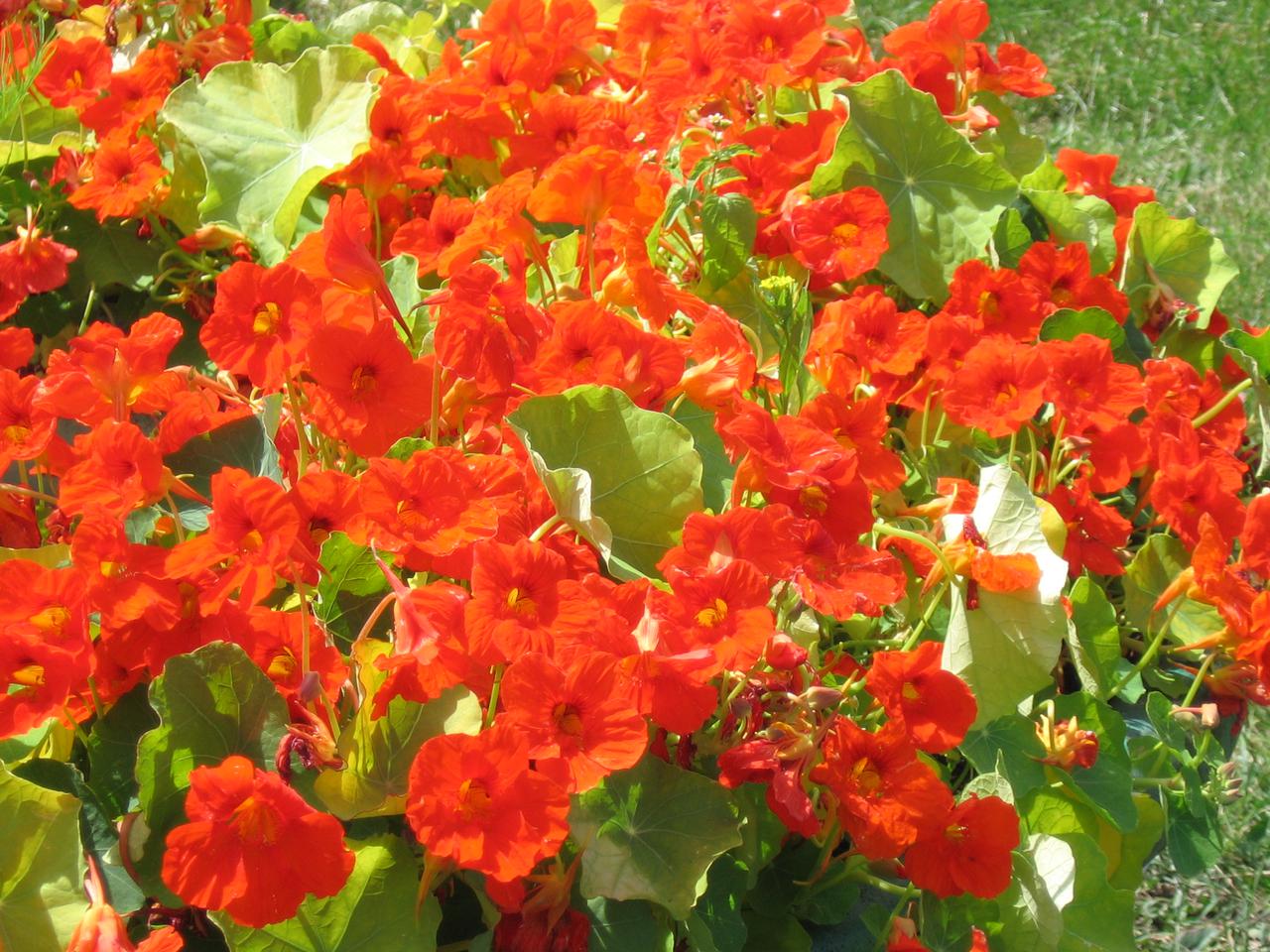 Nasturcja ogrodowa - Tropaeolum cultorum